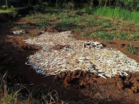 GAPLEK PETANI MELIMPAH, HARGA MENURUN